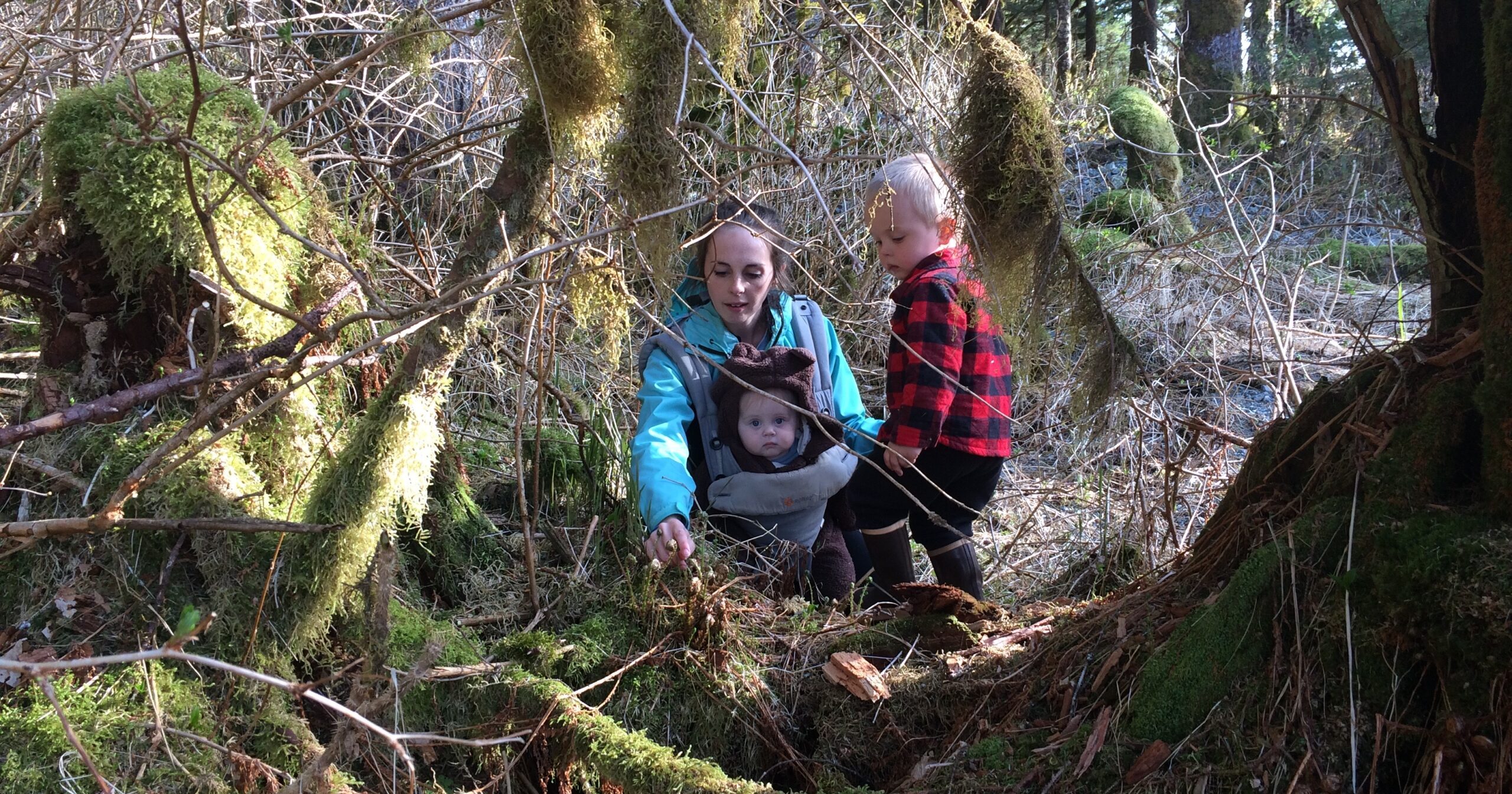 Foraging For Fiddlehead Ferns - Timber And The Sea